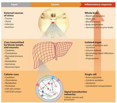 Understanding Physiology in the Continuum: Integration of Information from Multiple -Omics Levels